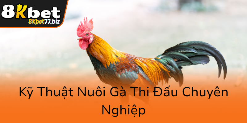 Đá Gà 8KBET - Trải Nghiệm Cá Cược Gà Đặc Sắc Với Nền Tảng Trực Tuyến Tối Ưu 3 Ky Thuat Nuoi Ga Thi Dau Chuyen Nghiep0